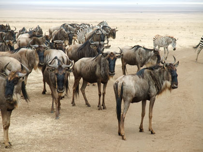 Mainland Safari