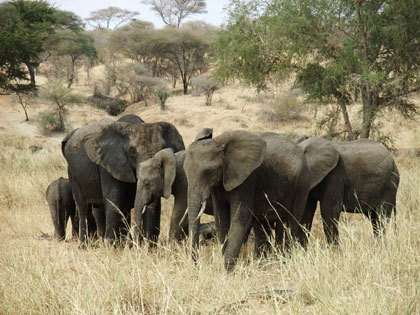 Mainland Safari